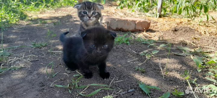 Вислоухие котята