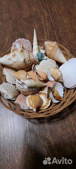 Новые ракушки для аквариума