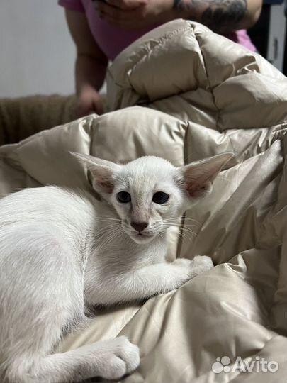 Сиамоориентальная кошечка