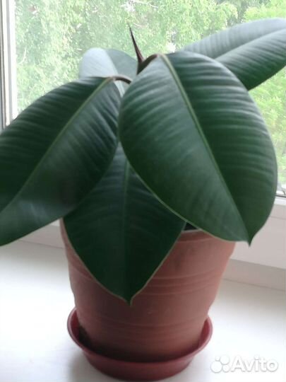 Фикус бенджамина