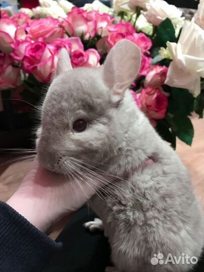 Шиншилла с витриной
