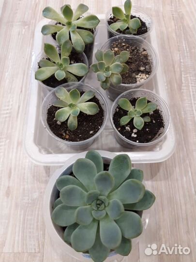 Суккуленты 1