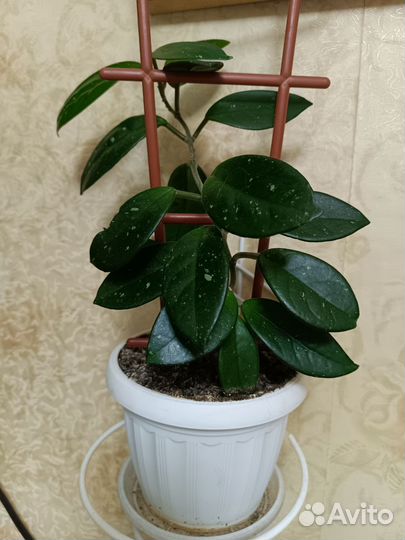 Филодендрон