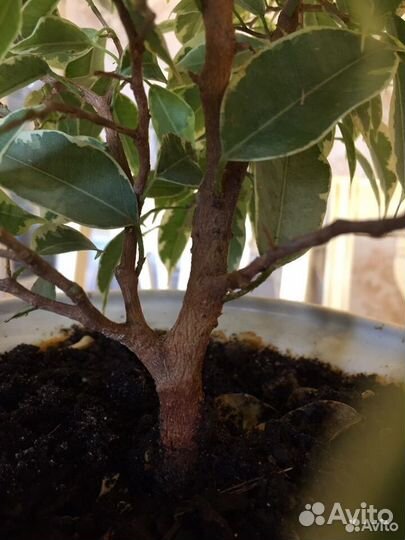 Фикус бенджамина