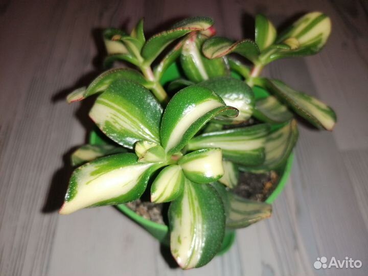 Крассула Ретурн оф Бьюти