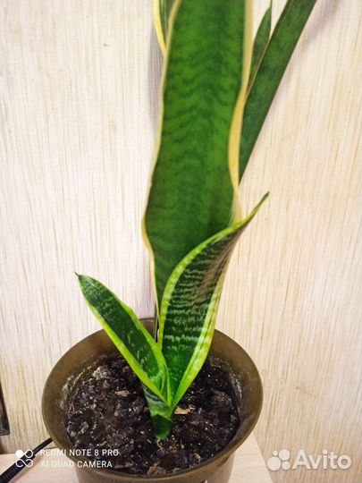 Сансевиерия разная сортовая