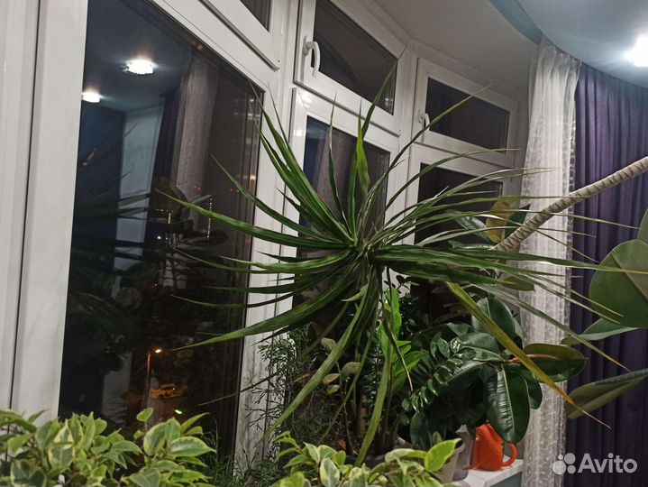 Фикус и драцена - гигиены (15 лет)