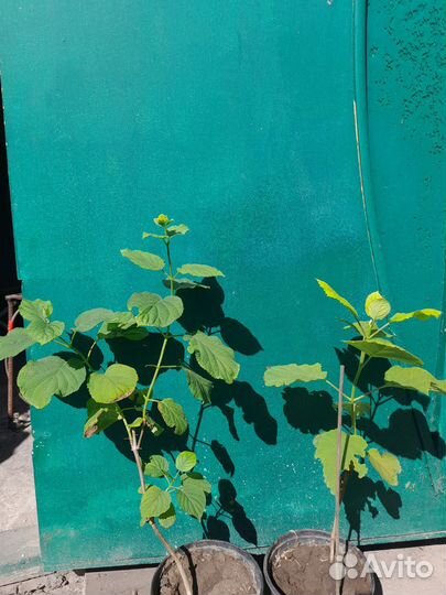 Гортензия Анабель