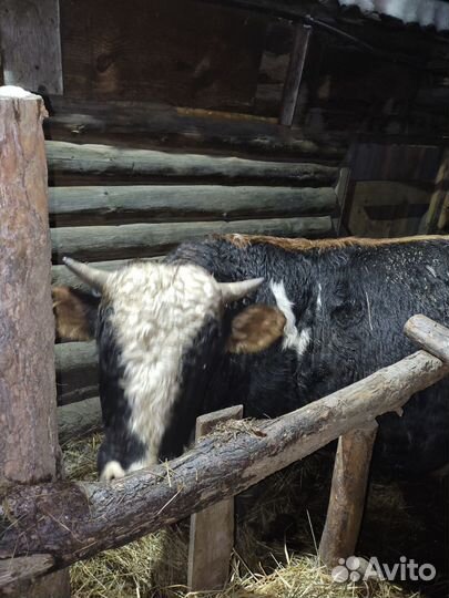 Быки на мясо