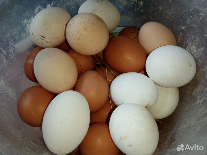 Домашние яйца