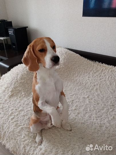 Бигль вязка