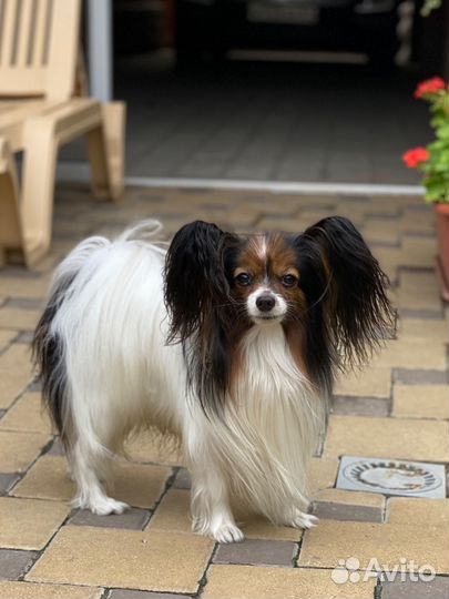 Папийон, вязка