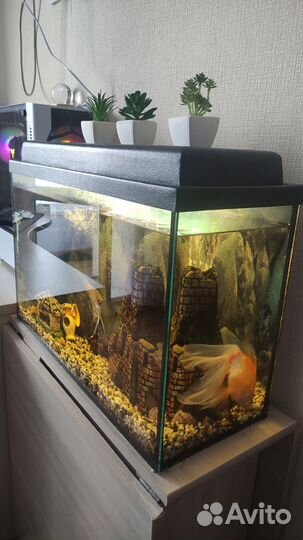 Аквариум с рыбками