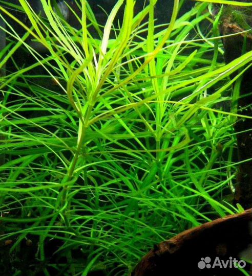 Аквариумные растения