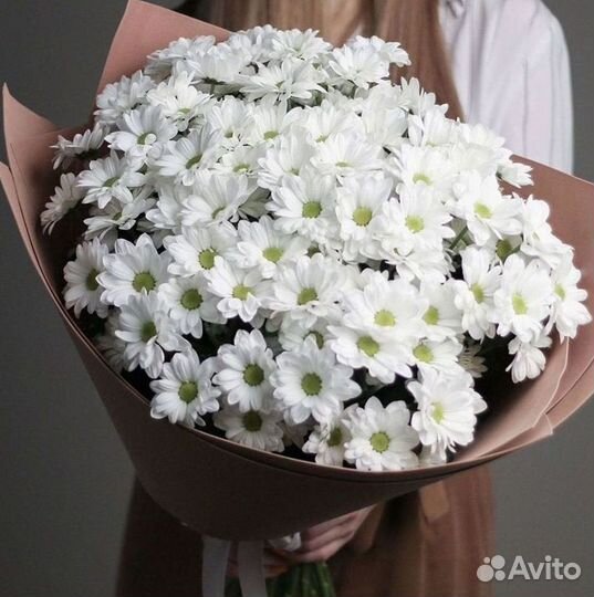 Хризантема