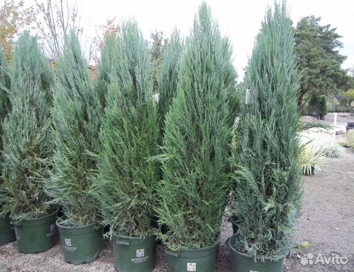 Можжевельник