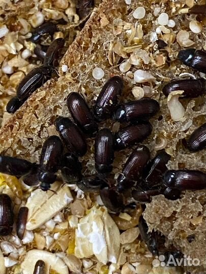 Жук - знахарь. Корм для муравьёв, рыб, рептилий