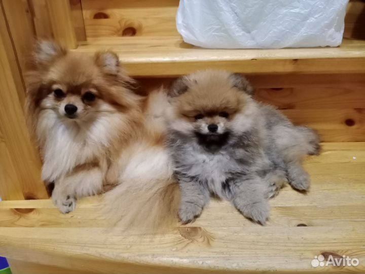 Померанский шпиц мини