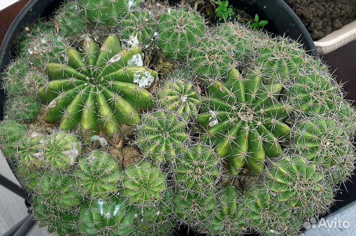 Кактусы бесплатно