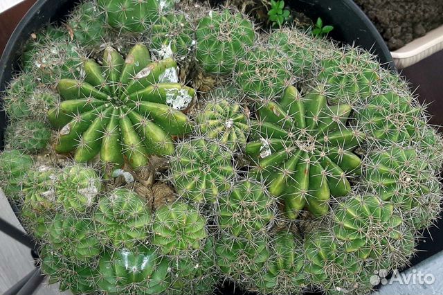 Кактусы бесплатно