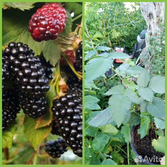 Саженцы ежевики