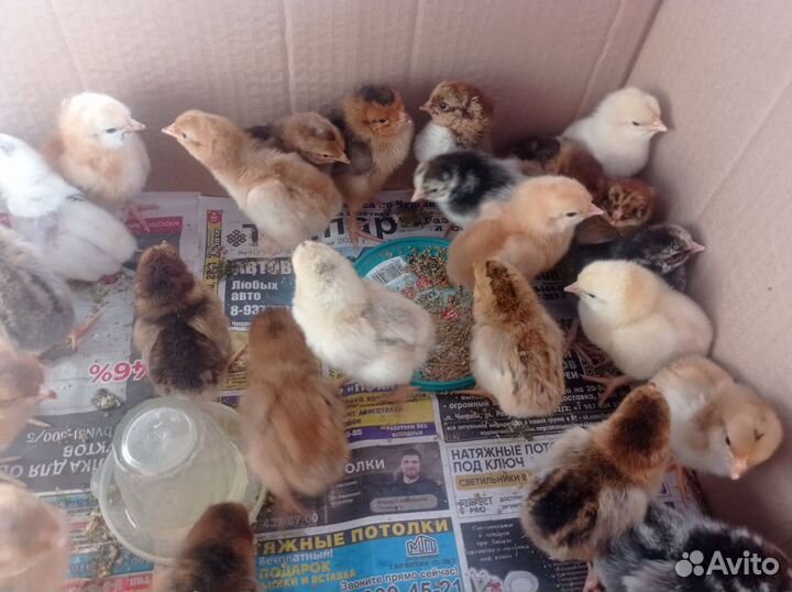 Цыплята суточные