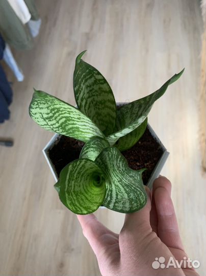 Сансевиерия