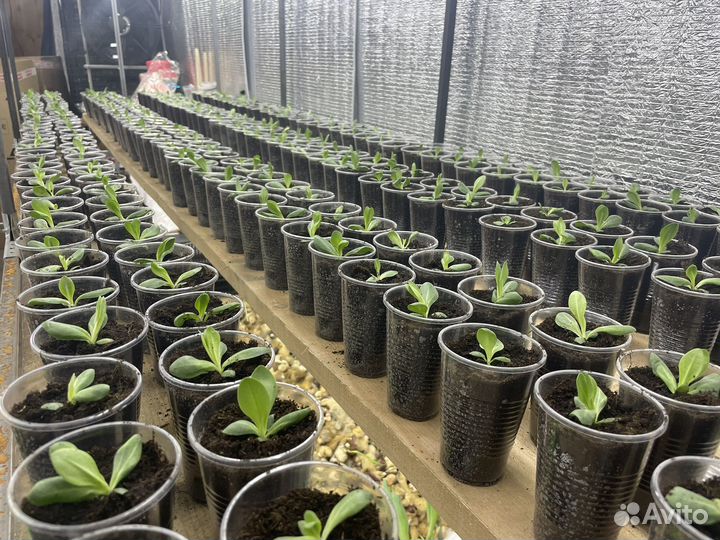 Рассада эустомы Лизиантус