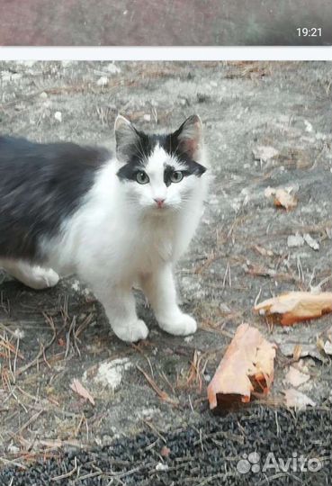 Кошки