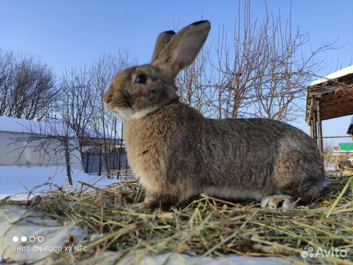 Кролики Фландер