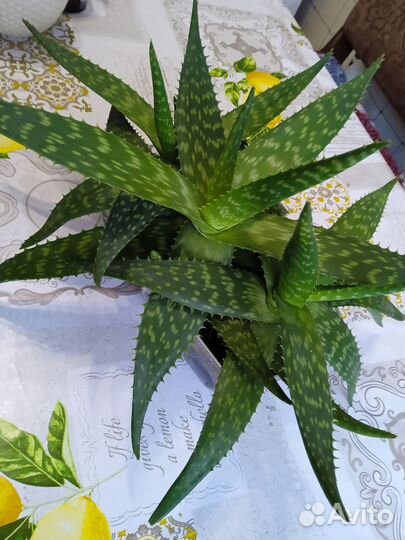 Алоэ 3 года