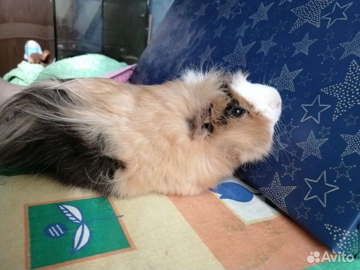 Морские свинки