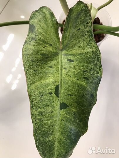 Филодендрон биллитау мраморный