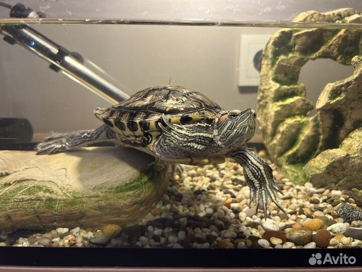 Отдам красноухую черепаху с аквариумом
