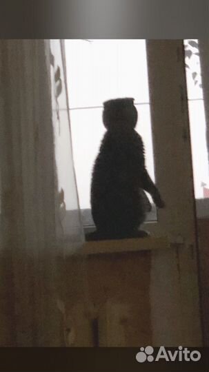 Шотландская вислоухая