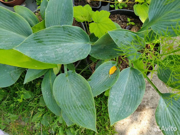 Хосты разные