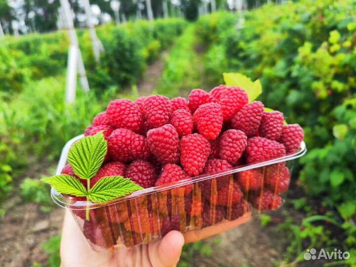 Лотки для малины