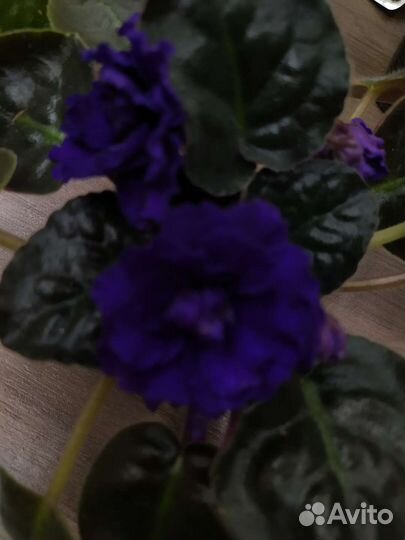 Сортовые фиалки