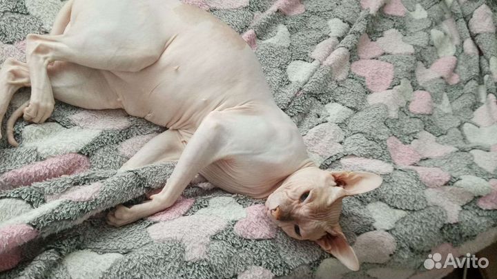 Кошка сфинкс