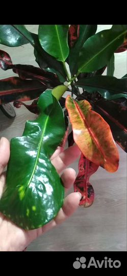 Кодиеум кротон