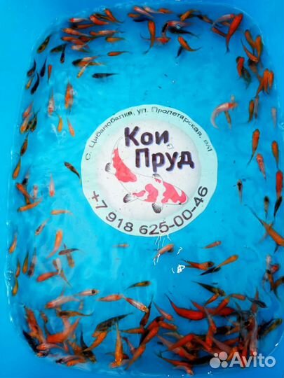 Карп Кои 3-4см