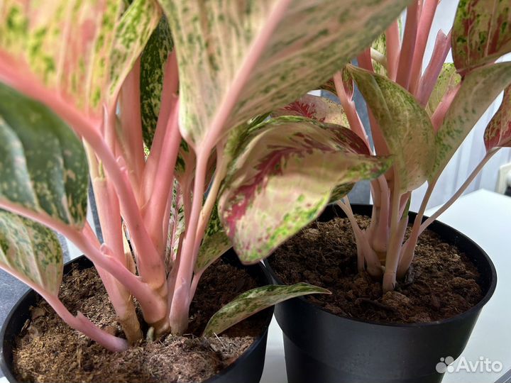 Аглаонема Селебрейшн