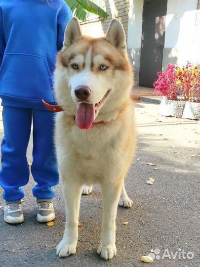 Сибирский хаски вязка