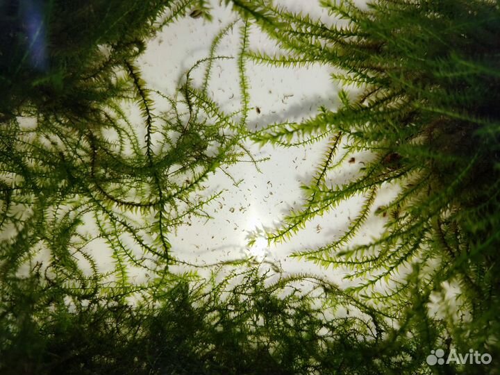 Яванский мох для аквариума