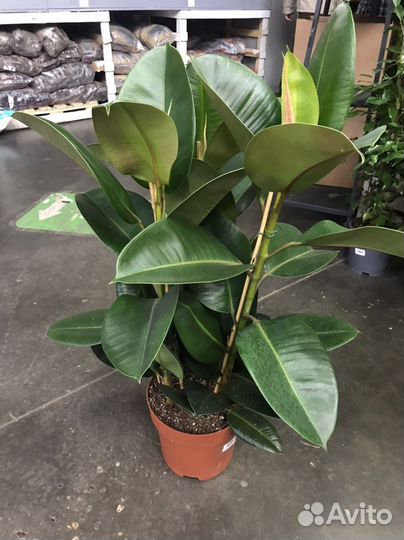 Фикус Эластика робуста