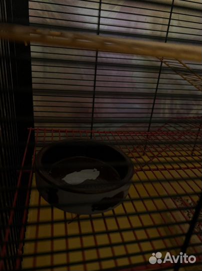 Клетка для грызунов