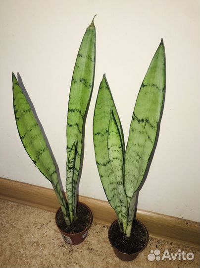 Сансевиерия