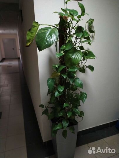 Кашпо Горшок Lechuza разные с автополивом