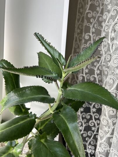 Комнатные цветы каланхоэ