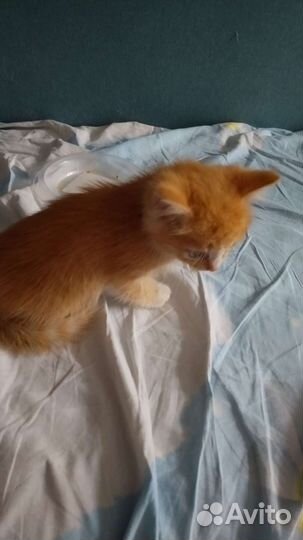 Котенок в дар бесплатно